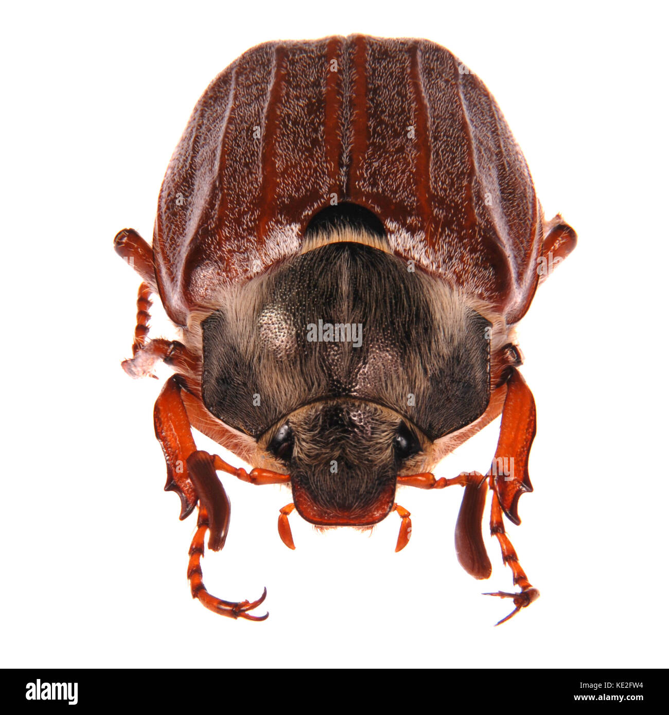 Mai bug Makro isoliert auf weißem Stockfoto