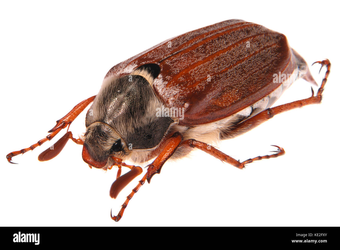 Mai bug Makro isoliert auf weißem Stockfoto