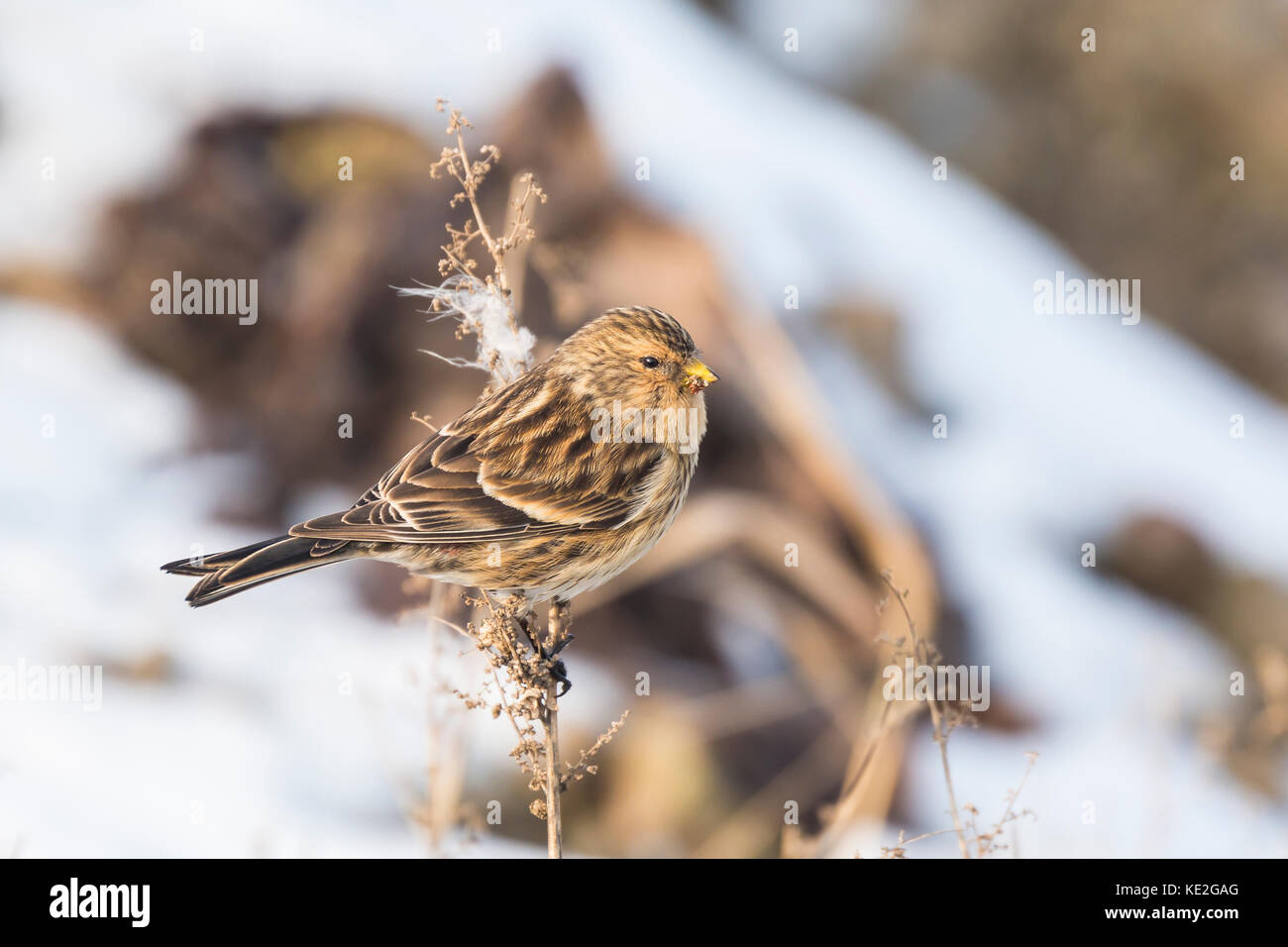 Nahaufnahme eines twite (Carduelis flavirostris) im Winter im Schnee. Ein twite ist eine kleine braune aus der Finch Familie Fringillidae. Stockfoto