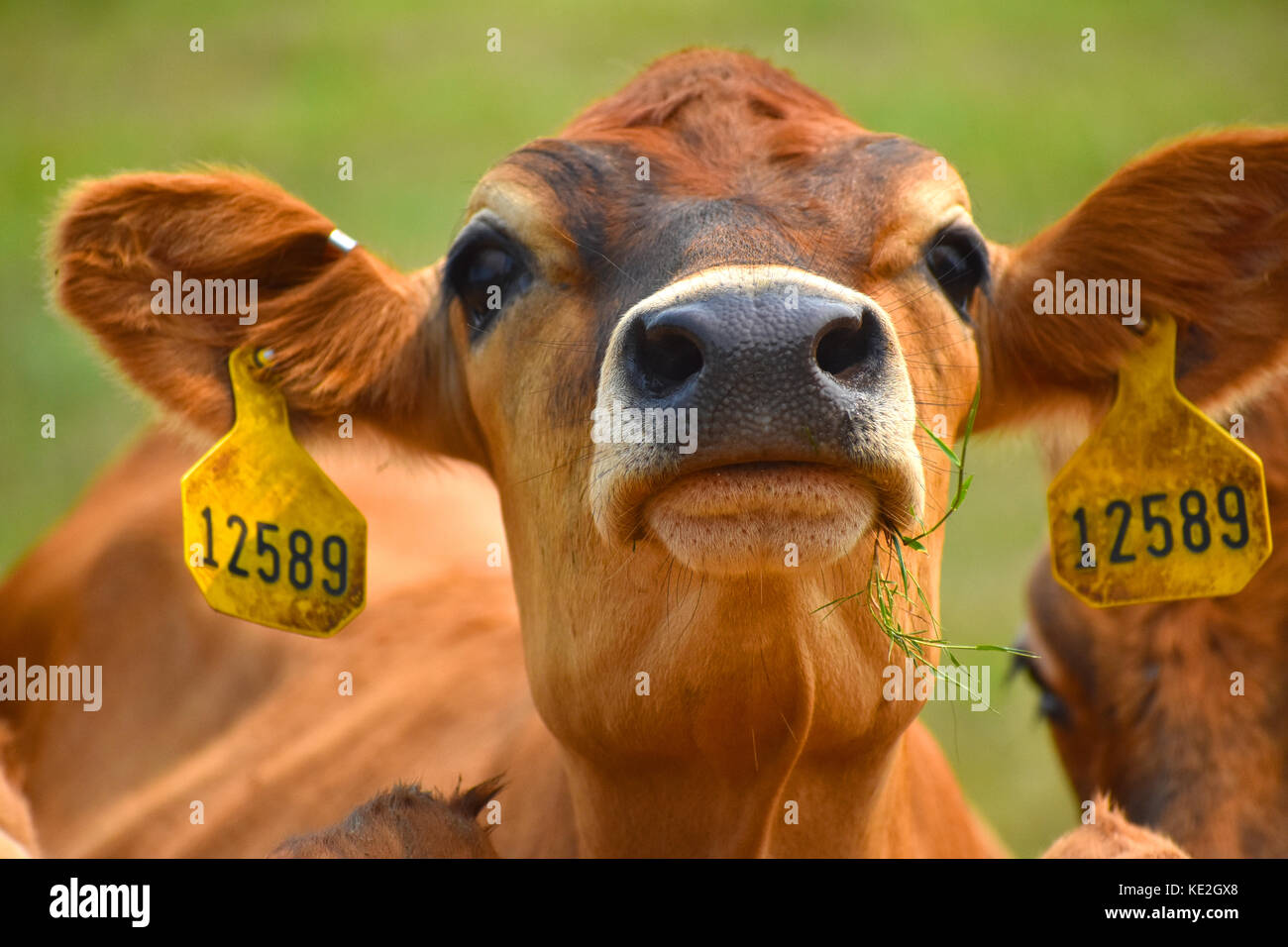 Kuh Gesicht und Kopf Nahaufnahme mit Tags in Ihren Ohren Ihre ID-Nummer angezeigt. Stockfoto