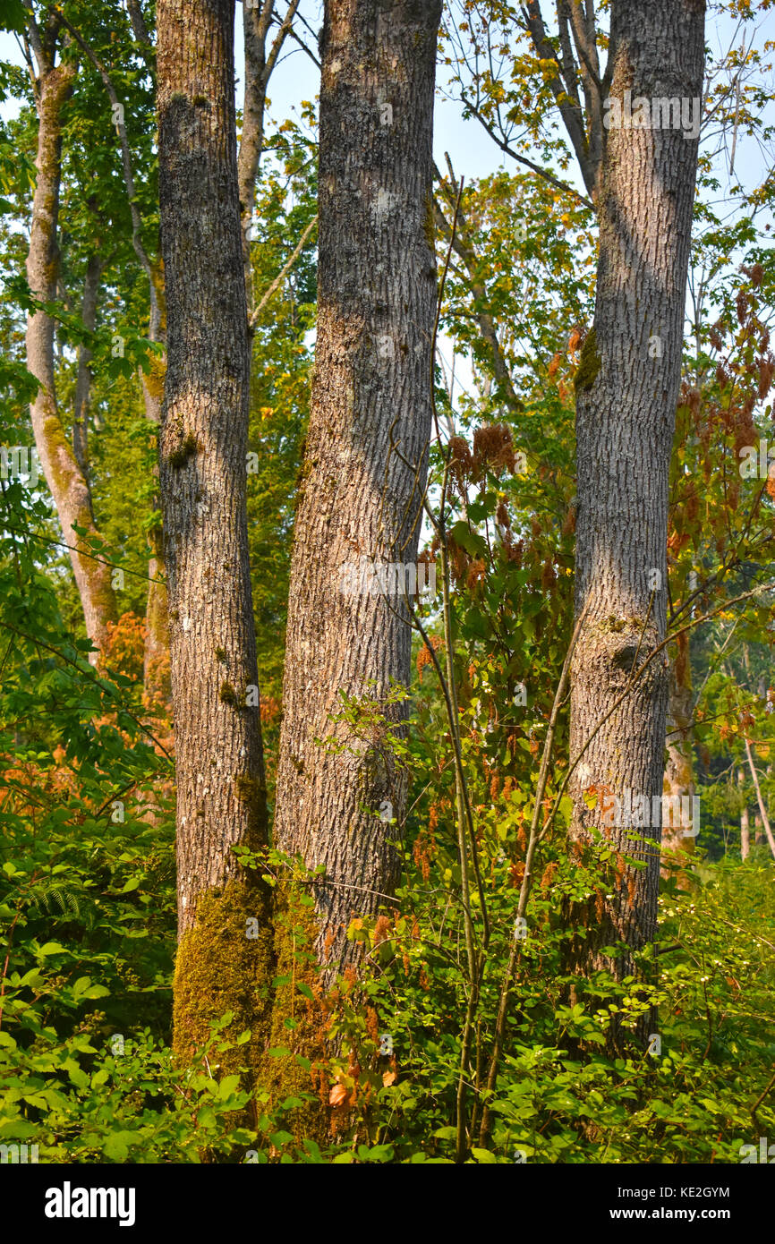 Hohe Bäume im Wald in ein vertikales Format mit den Schatten der Bäume, die der Stockfoto