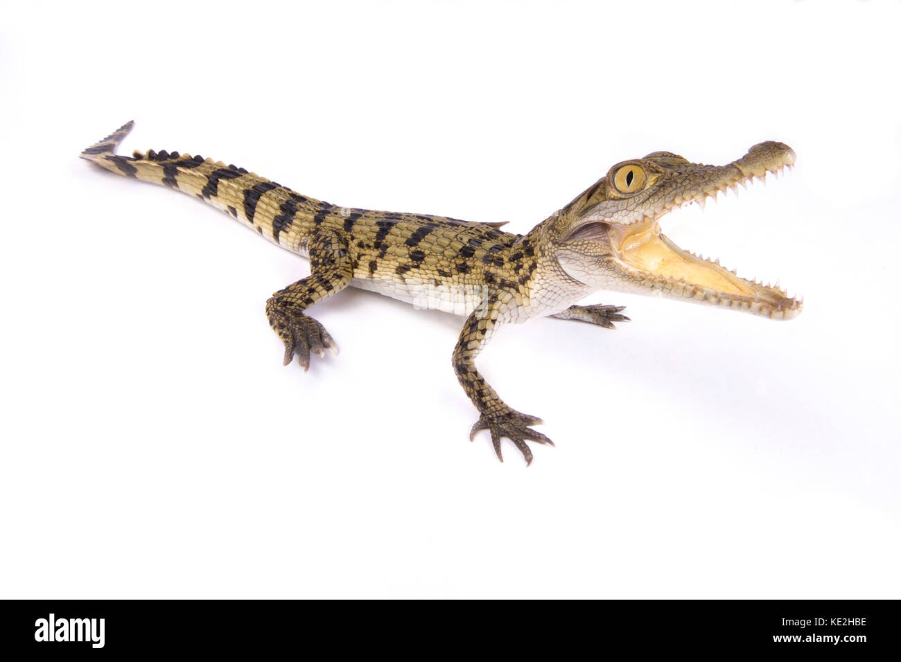 Philippinen-krokodil, Crocodylus mindorensis Stockfoto