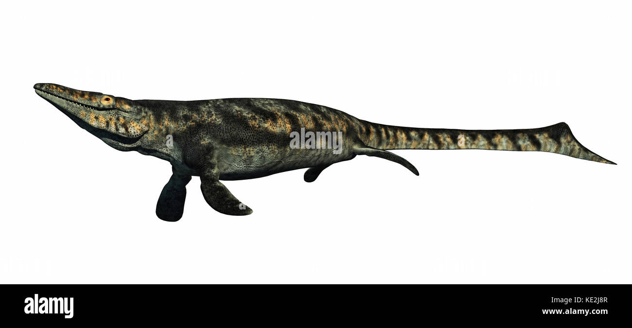 Tylosaurus aquatische Reptil aus der Kreidezeit. Stockfoto