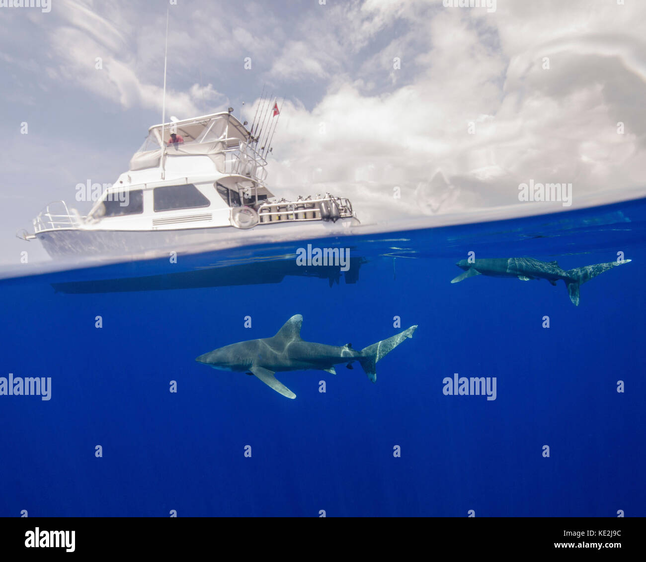 Zwei ozeanische Weißspitzenhaie schwimmen unter einem Boot auf den Bahamas. Stockfoto