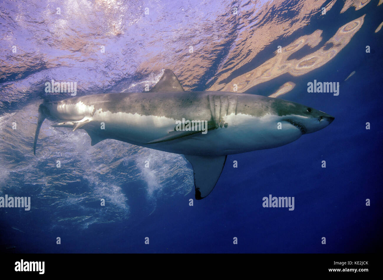 Ein großer weißer Hai auf Guadalupe Island, Mexiko. Stockfoto