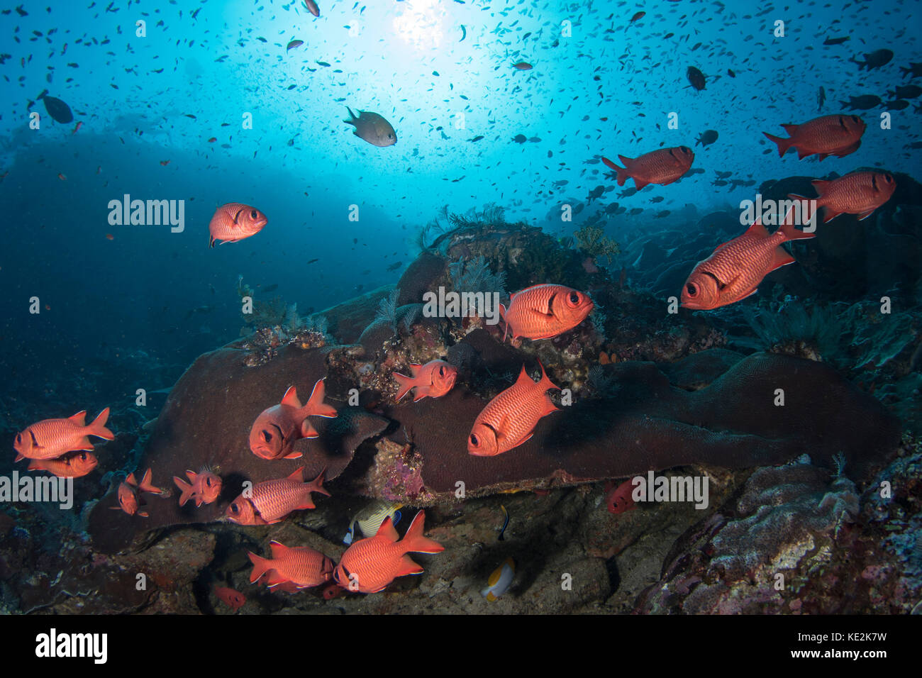 Soldierfish auf dem Riff im Komodo National Park, Indonesia. Stockfoto