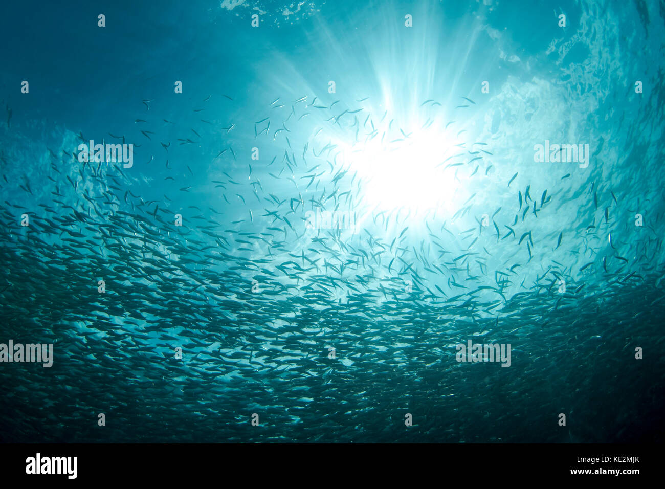 Sardinenschule in Moalboal, Philippinen. Stockfoto