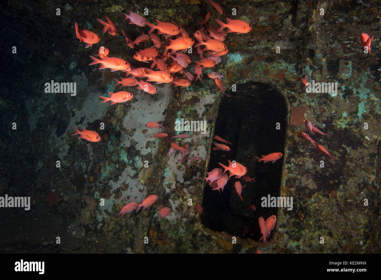 Soldierfish auf einem Wrack in den Malediven. Stockfoto