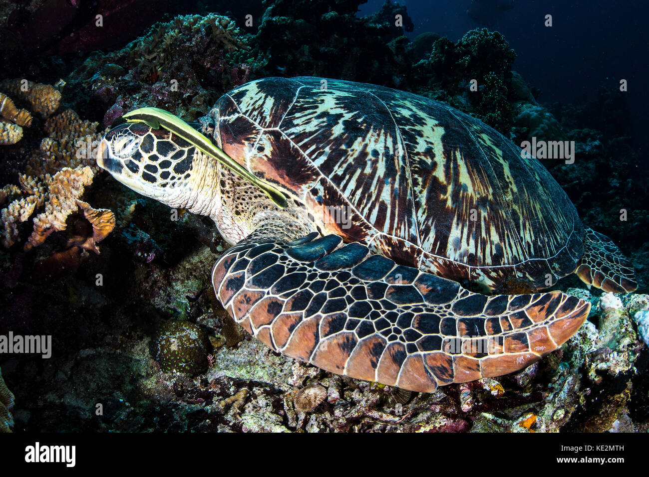 Ein schiffshalter ist mit dem Kopf einer schlafenden Turtle befestigt. Stockfoto