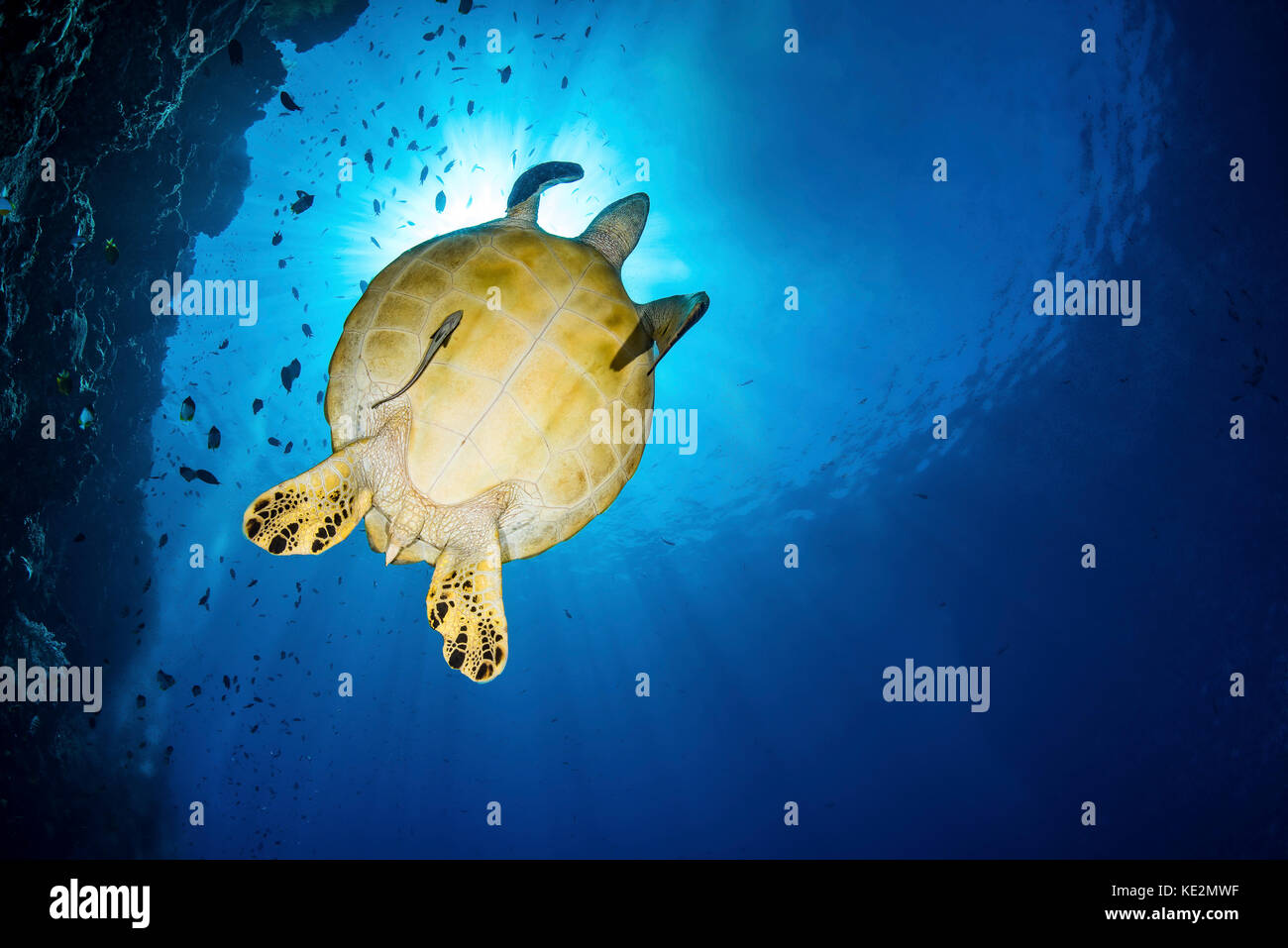 Eine grüne Meeresschildkröte mit einem schiffshalter schwimmt durch ein Riff unter der Sonne. Stockfoto
