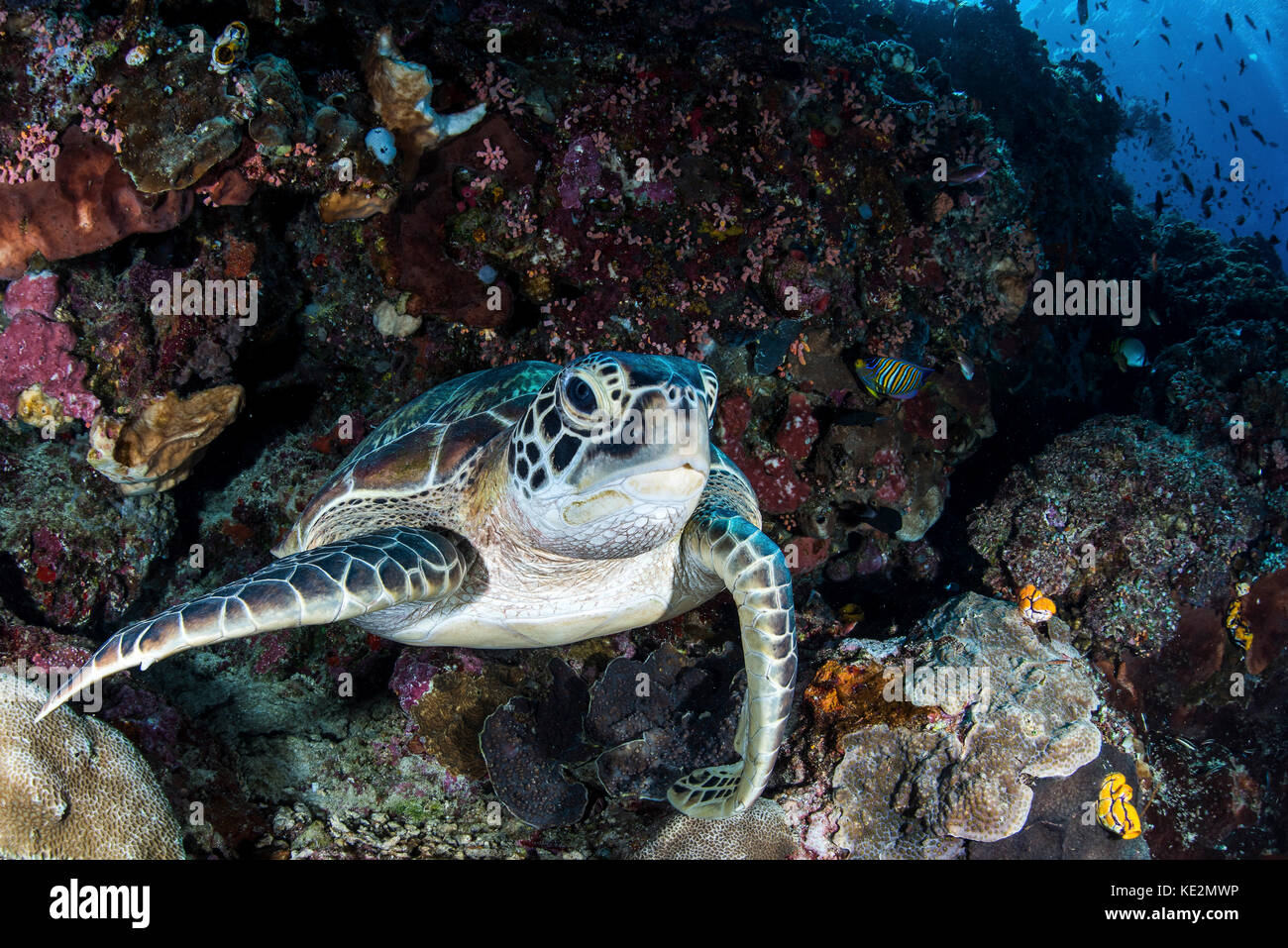 Eine Schildkröte ruht auf einer Leiste auf ein Korallenriff, Nord Sulawesi, Indonesien. Stockfoto