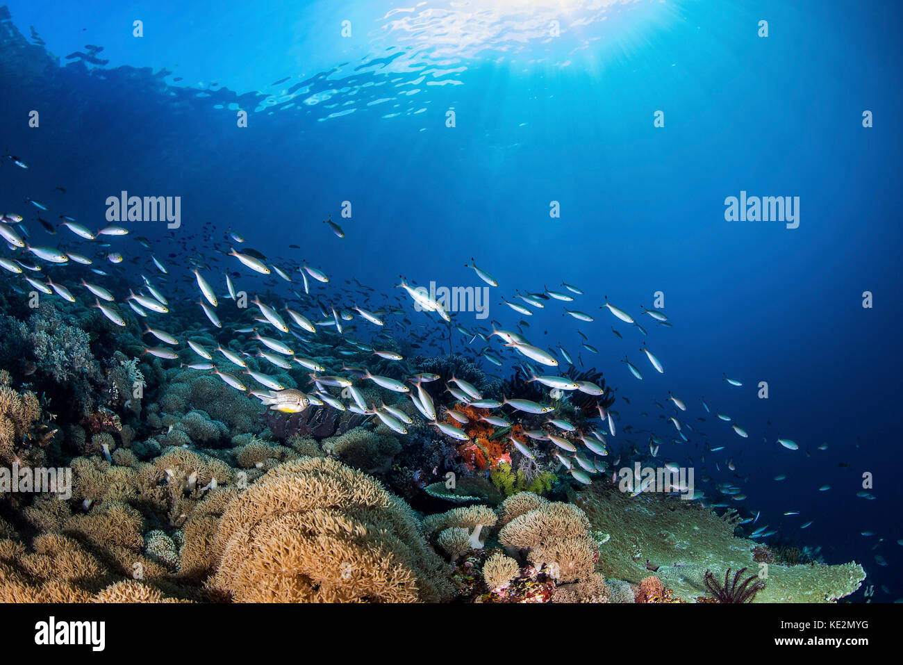 Fisch Schule über ein Korallenriff, Raja Ampat, Indonesien. Stockfoto