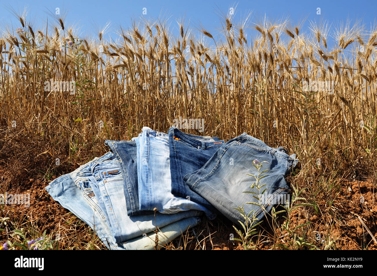 Jeans und Weizen Hintergrund Stockfoto