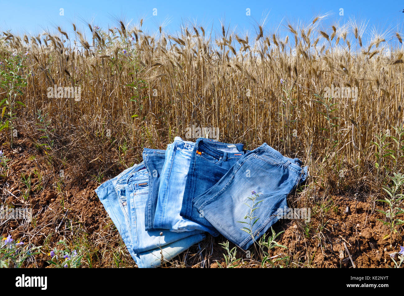 Jeans und Weizen Hintergrund Stockfoto