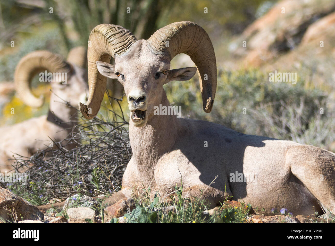 Bighorn Schafe in den Anza Borrego desert kratzen Juckreiz mit hinteren Fuß Stockfoto