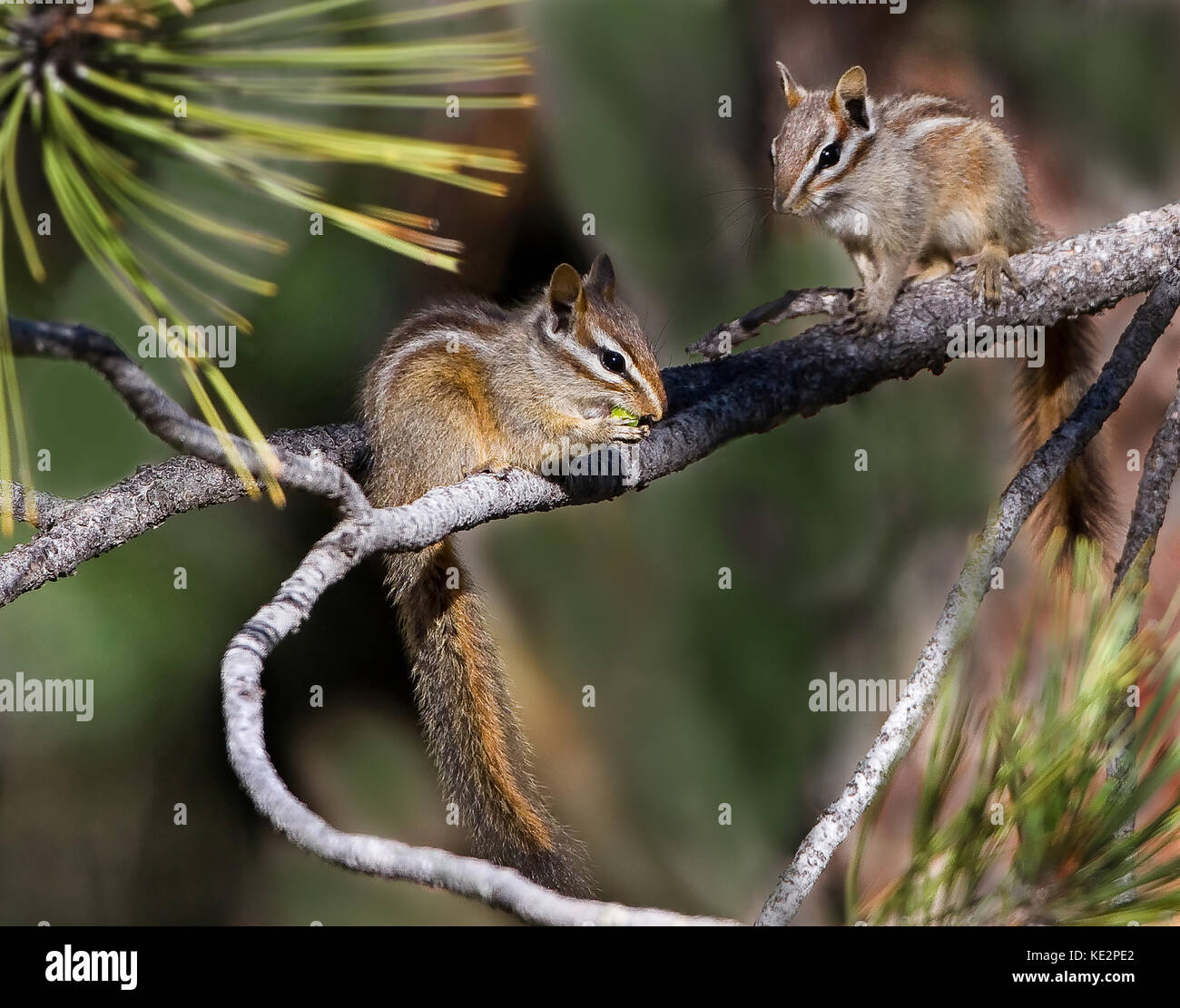 Kalifornien chipmunks Essen manzanita Beeren und Pinienkerne in Pine Tree Stockfoto