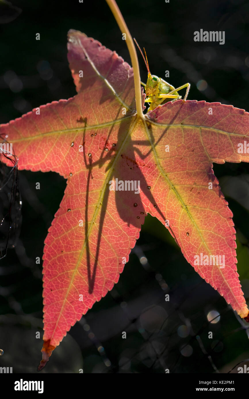 Katydid Einblicke über die Kante des Blattes während der Schatten zeigt durch Blatt Stockfoto