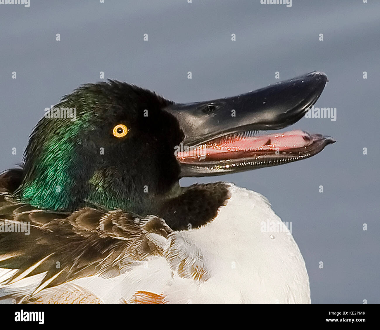 Northern shoveler mit Motten mit Lamellen Stockfoto