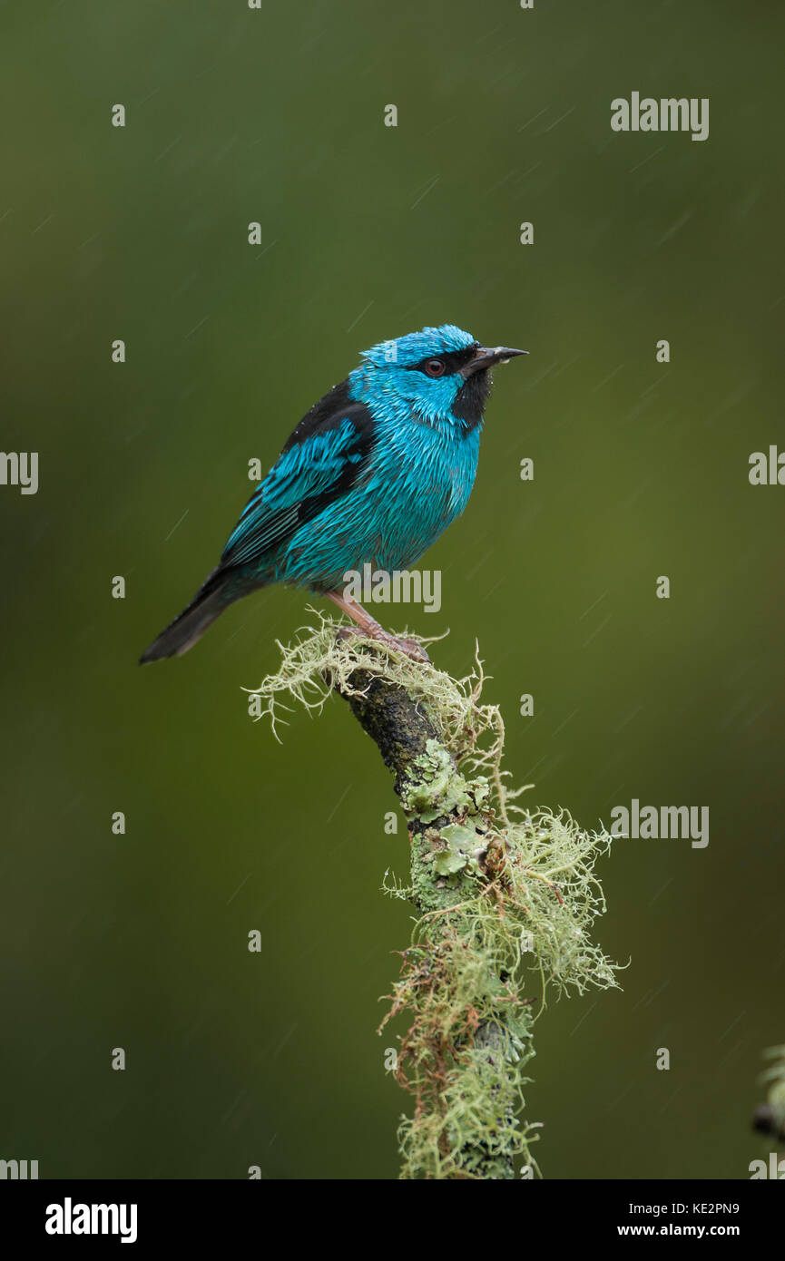 Blauer Dacnis (Dacnis cayana) aus dem Atlantischen Regenwald von SE Brasilien Stockfoto