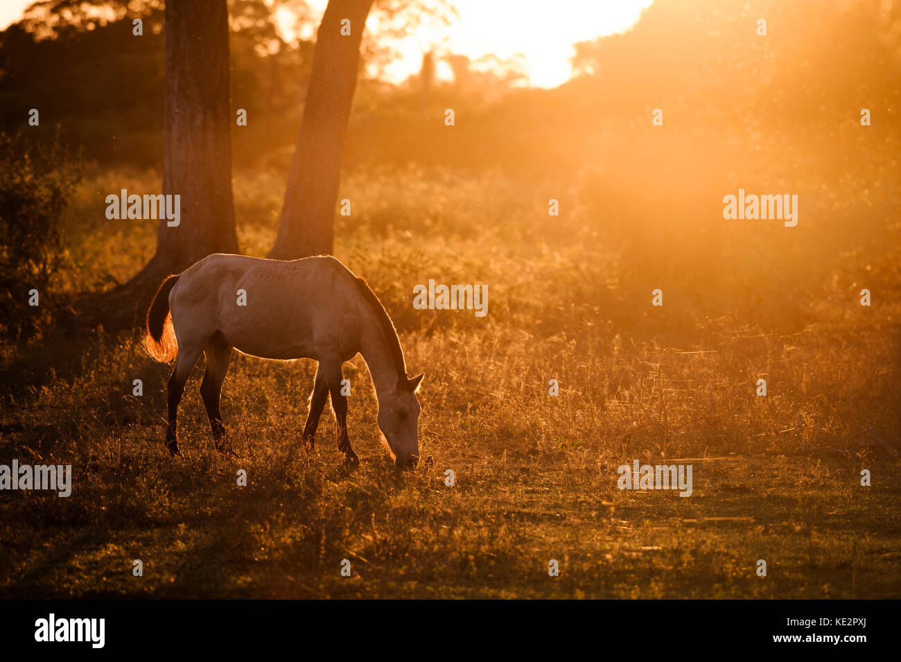 Ein Pferd aus dem Pantanal, Brasilien Stockfoto