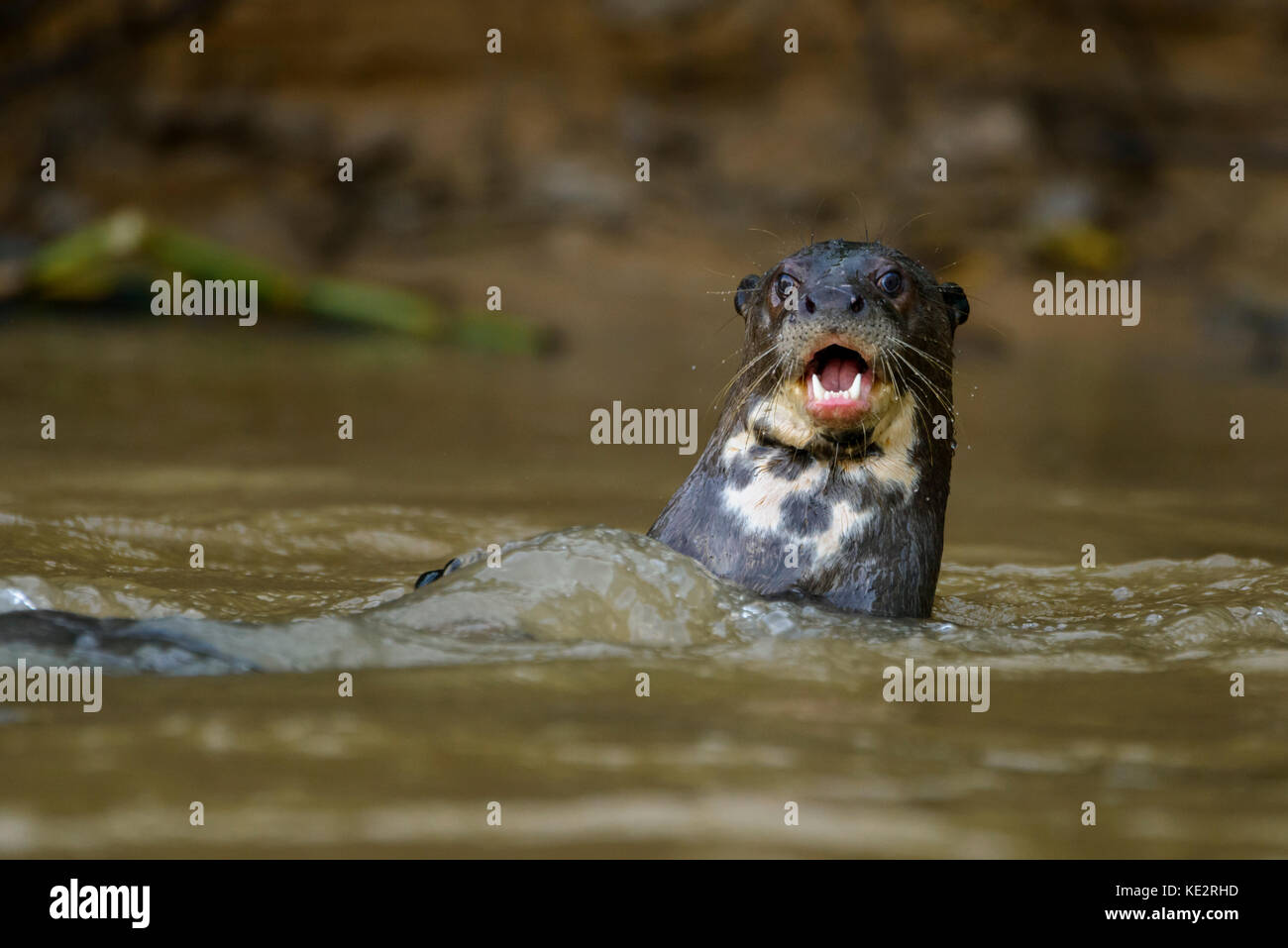 Ein riesiger Otter aus dem Pantanal, Brasilien Stockfoto