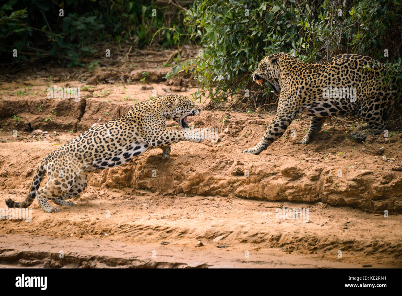 Dies ist Teil einer Sequenz von zwei sich in der Wildnis anpaarenden Jaguaren. Nord Pantanal, Brasilien. Stockfoto