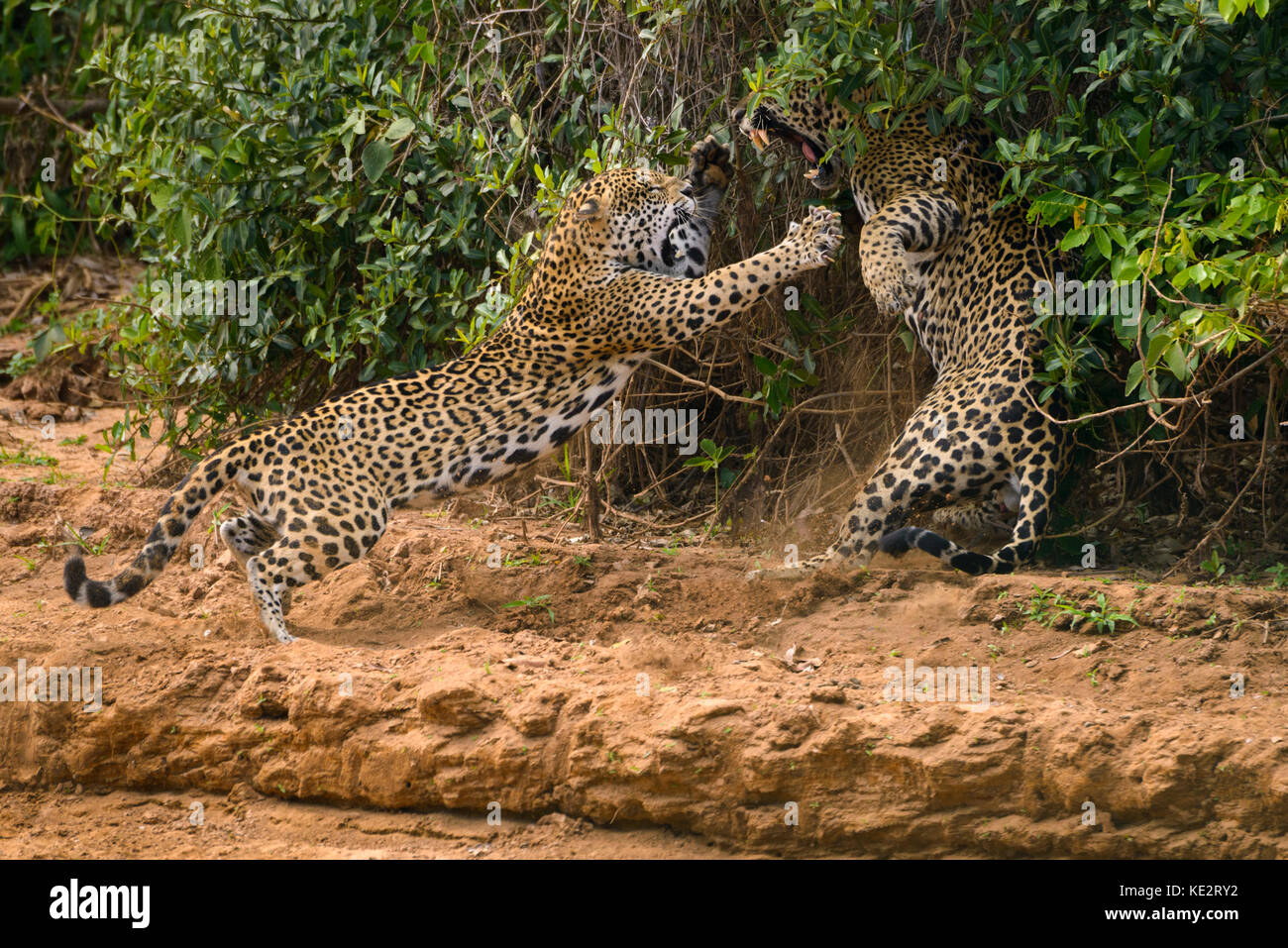 Dies ist Teil einer Sequenz von zwei sich in der Wildnis anpaarenden Jaguaren. Nord Pantanal, Brasilien. Stockfoto