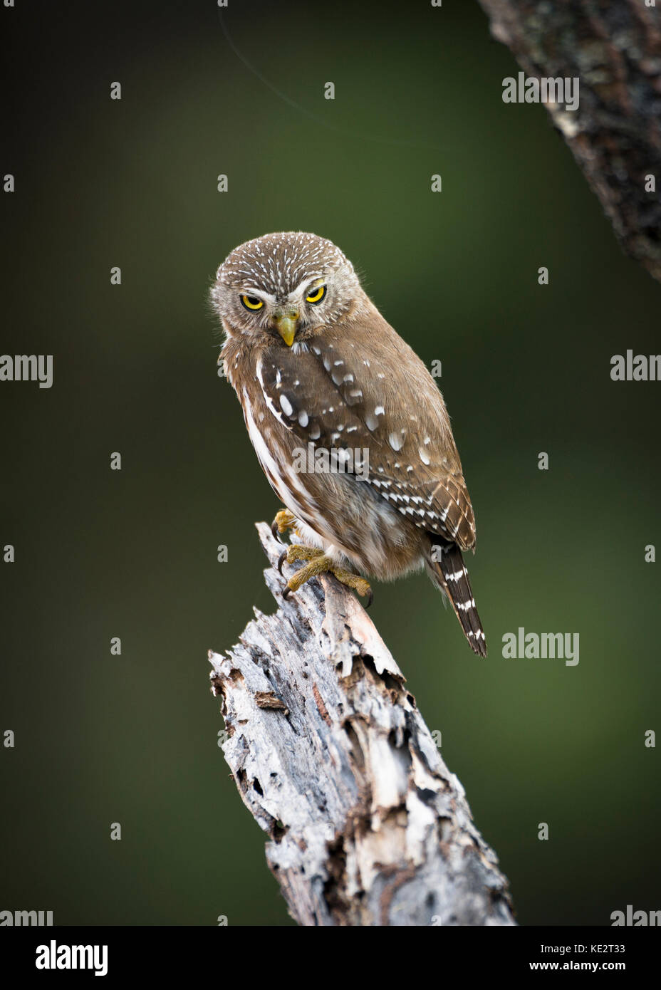 Eine Ferrugineous Pymy-Owl (Glaucidium brasilianum) aus Zentralbrasilien Stockfoto