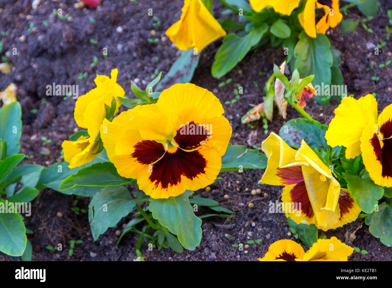 Gelbe weinig Stiefmütterchen, Viola tricolor, Johnny jump up Stockfoto