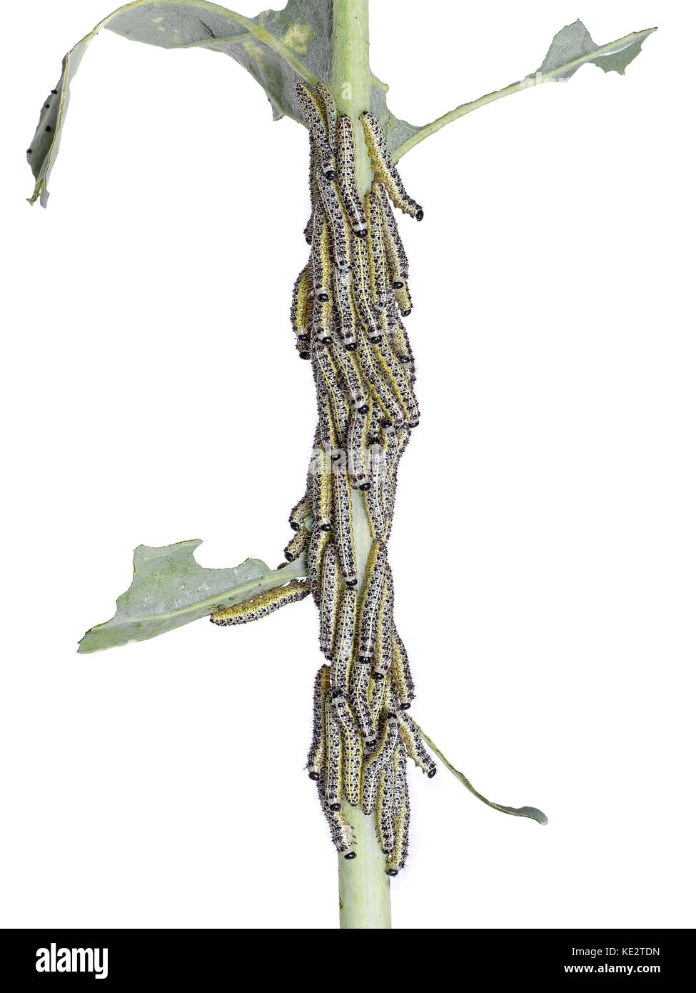 Pieris brassicae - Großer Kohlweißling Raupen Stockfoto
