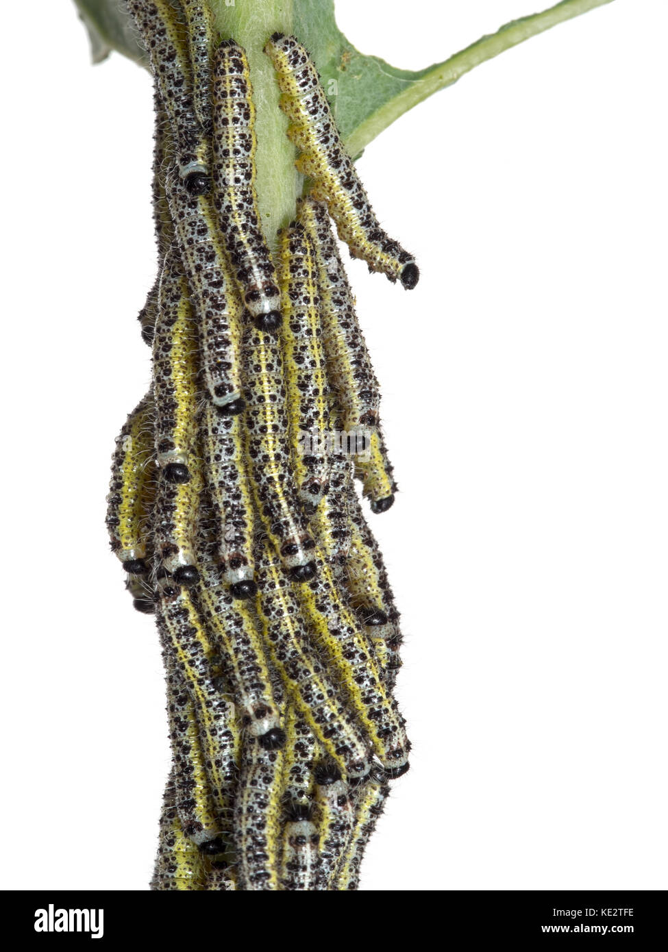 Pieris brassicae - Großer Kohlweißling Raupen auf Weiß. Stockfoto