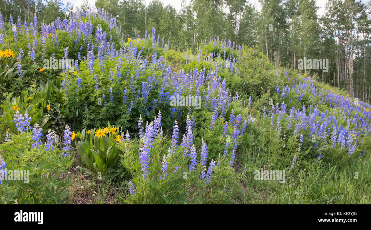 Silbrig Lupine (Lupinus argenteus), Coloraro, USA Stockfoto