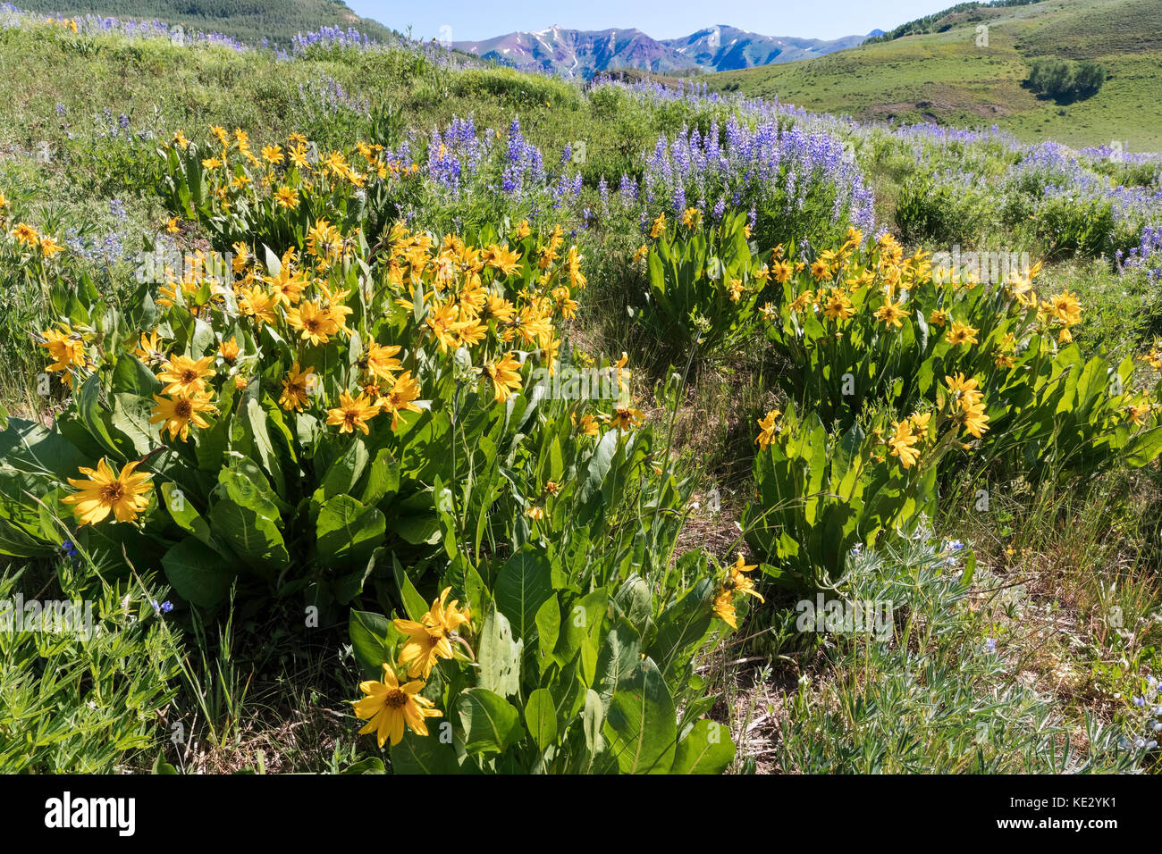 Aspen Sonnenblumen und silbrige Lupine bedecken die Ausläufer der Rocky Mountains, Coloraro, USA Stockfoto