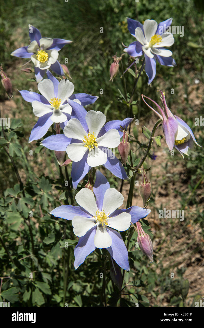 Akelei (Aquilegia coerulea), Colorado Stockfoto