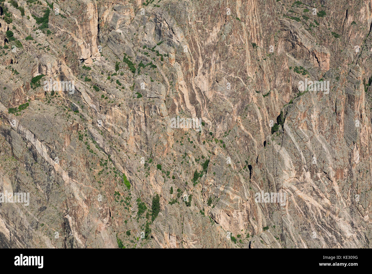 Nahaufnahme der Canyon-Wand mit Pegmatitdeichen, die durch präkambrischen Gneis und Schiefer verlaufen, Black Canyon des Gunnison-Nationalparks, Colorado, U Stockfoto