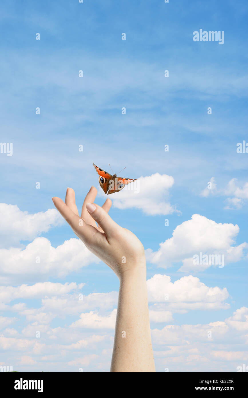 Womans Hände lassen die Schmetterling frei sein zu gehen Stockfoto