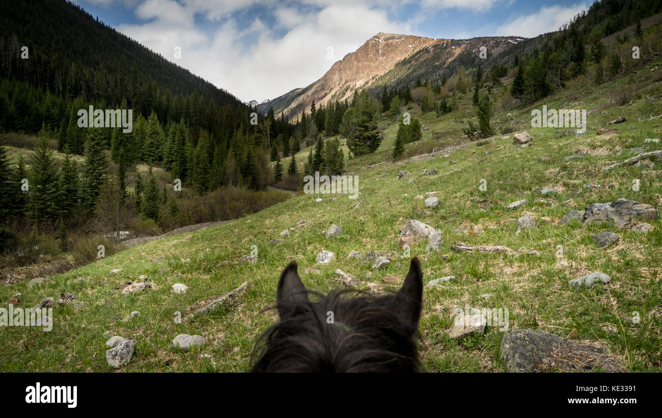 Pferdeohren-Perspektive auf einem Trail-Ritt im Leckie Valley im South Chilctin Mountain Park, BC, Kanada Stockfoto