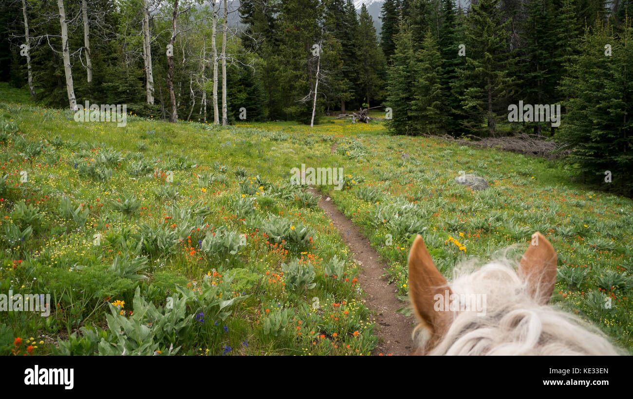 Horse Oars Perspektive auf einem Trail Ritt durch die blühende Almwiese - South Chilctin Mountain Park, BC, Kanada Stockfoto