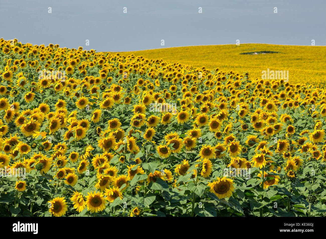 Feld mit Sonnenblumen, Berthold, North Dakota, USA Stockfoto