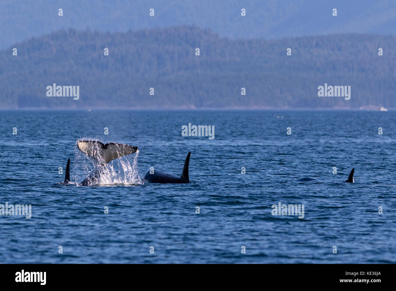 Northern resident Killer whale Pod im Queen Charlotte Strait aus nördlichen Vancouver Island, British Columbia, Kanada reisen. Stockfoto