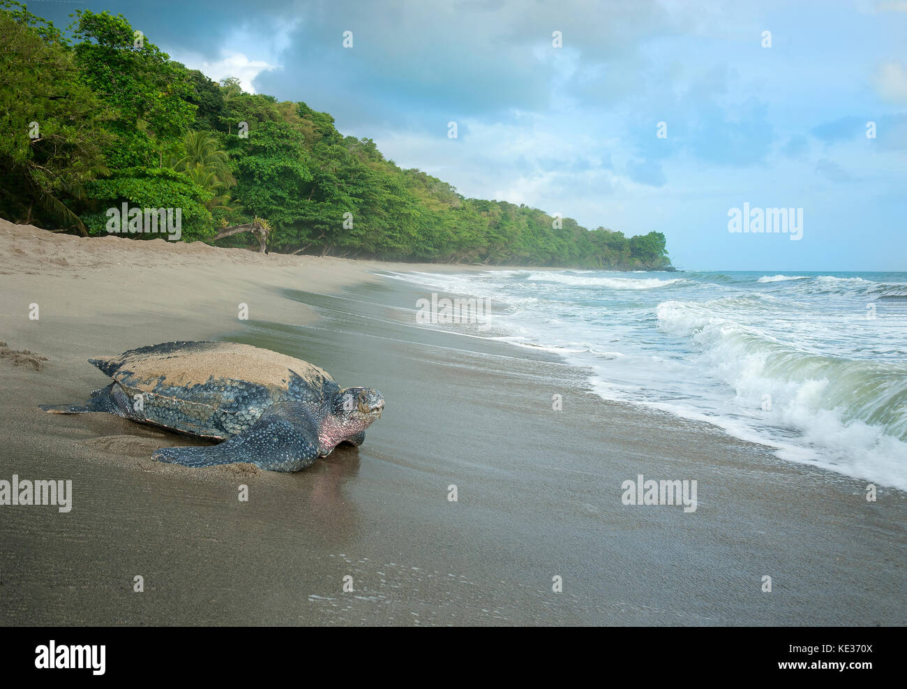 Verschachtelung Lederschildkröte (Dermochelys Coriacea), Grande Riviere Strand, Trinidad. Stockfoto