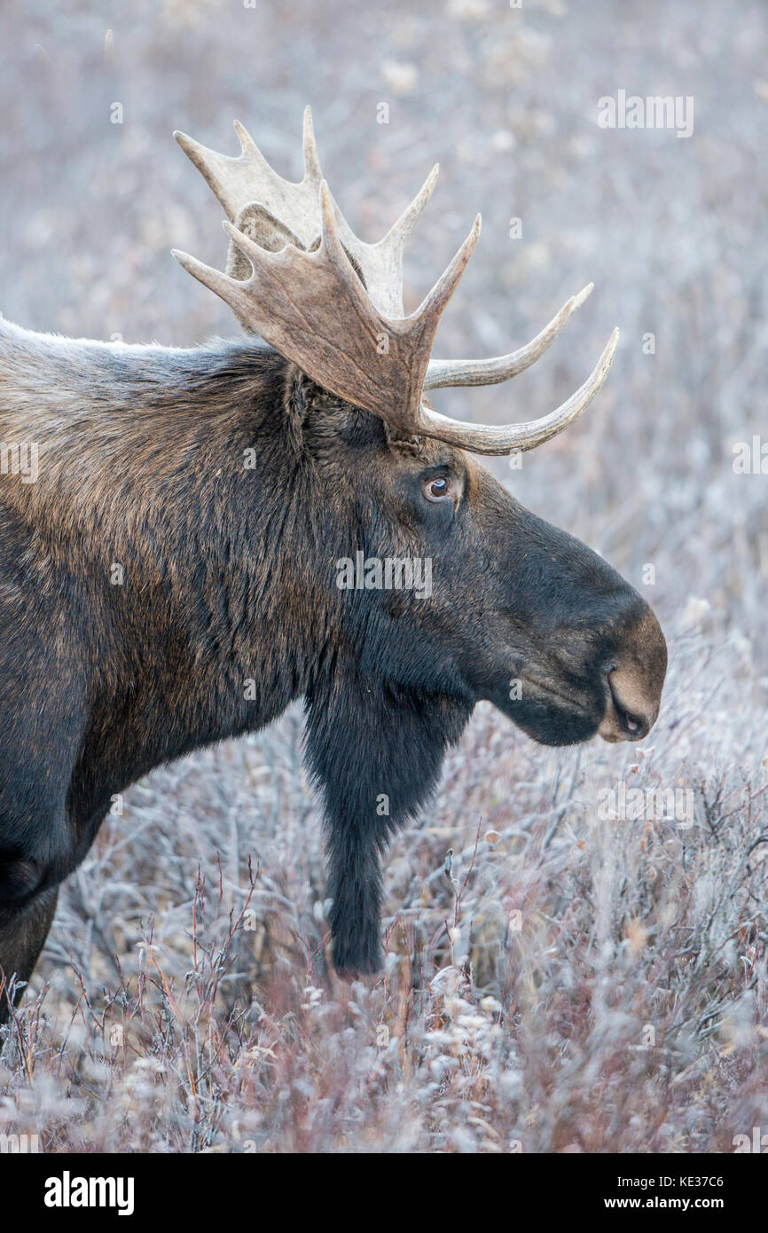 Nach Bull Moose (Alves alces), kanadische Rockies in Alberta Stockfoto