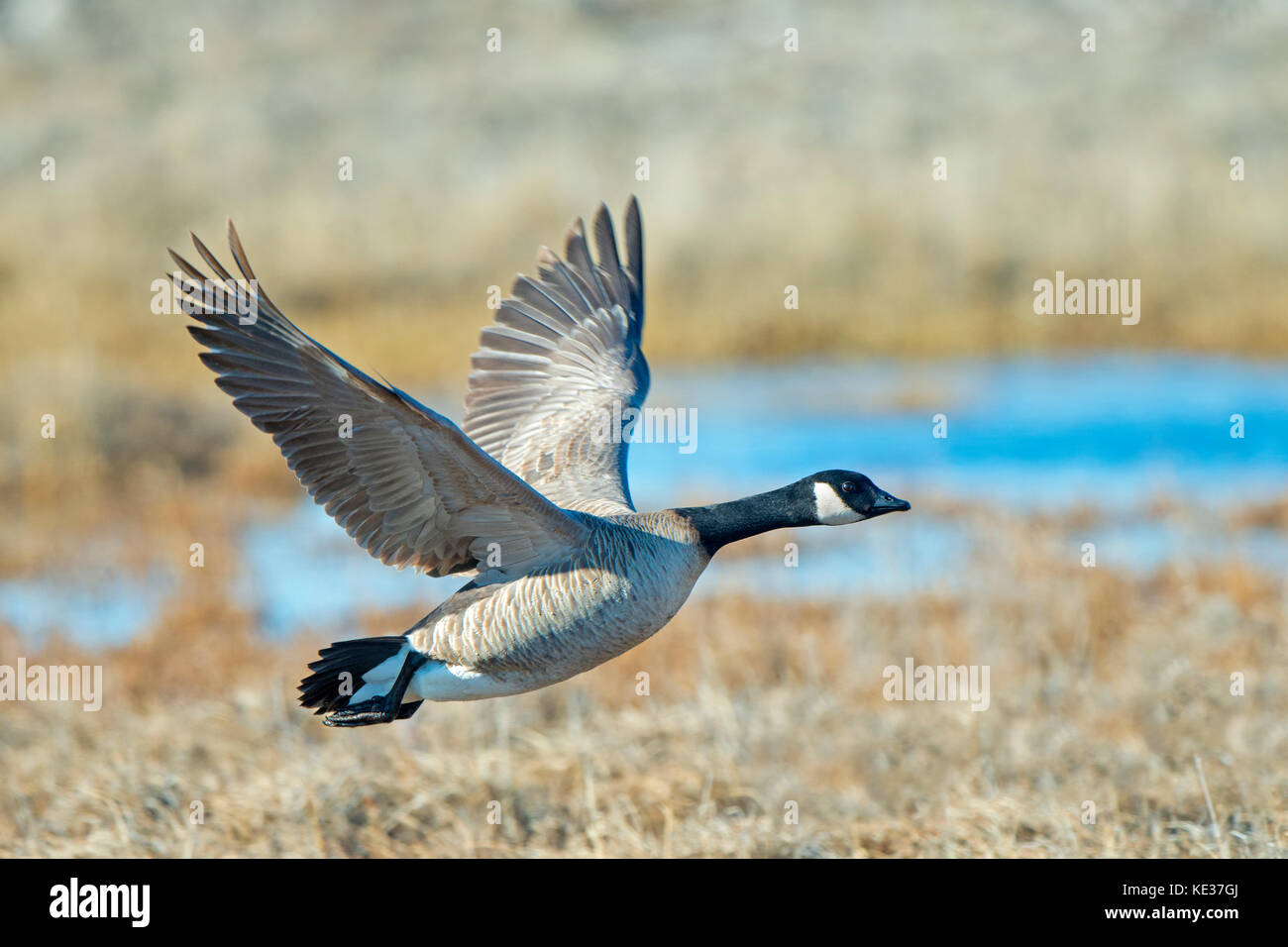 Nach Gackern Gans (Branta hutchinsii), Victoria Island, Nunavut, Arktis Kanada Stockfoto