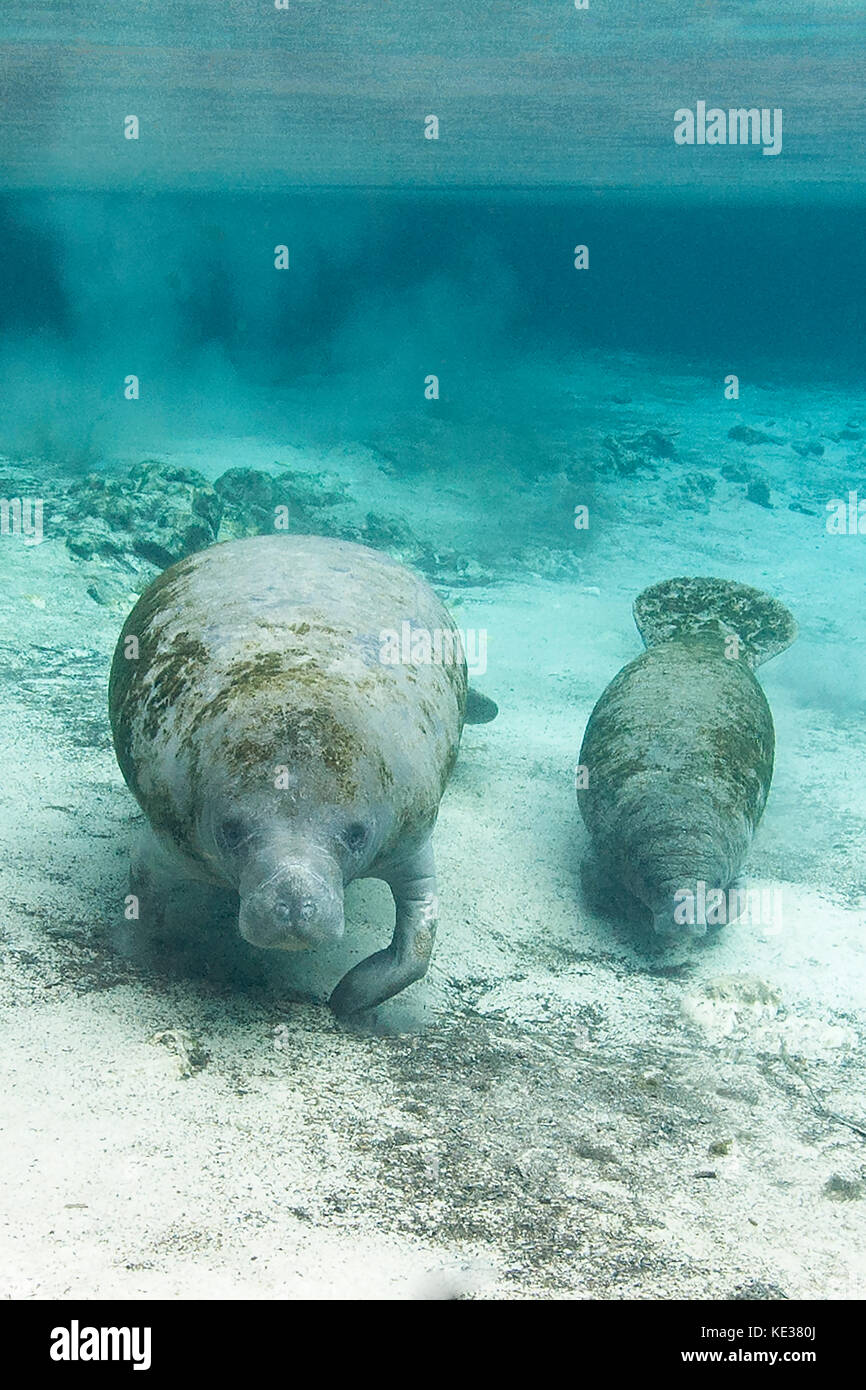 Florida Manatee (Trichechus Manatus latirostris), Mutter und Kalb, Crystal River, west-Central Florida, USA. Stockfoto