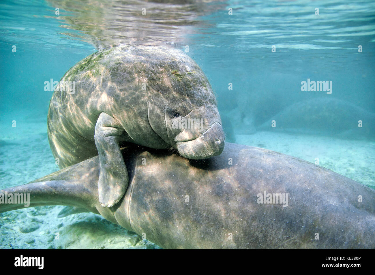 Florida Manatee (Trichechus Manatus latirostris), Mutter und Kalb, Crystal River, west-Central Florida, USA. Stockfoto