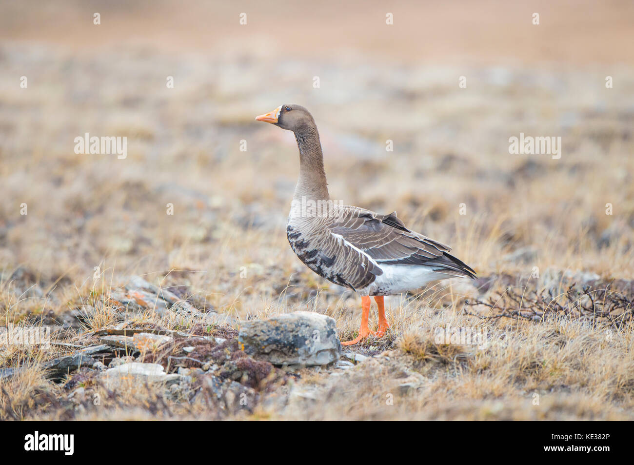 Nach mehr white-fronted goose (Anser Albifrons), Victoria Island, Nunavut, Arktis Kanada Stockfoto