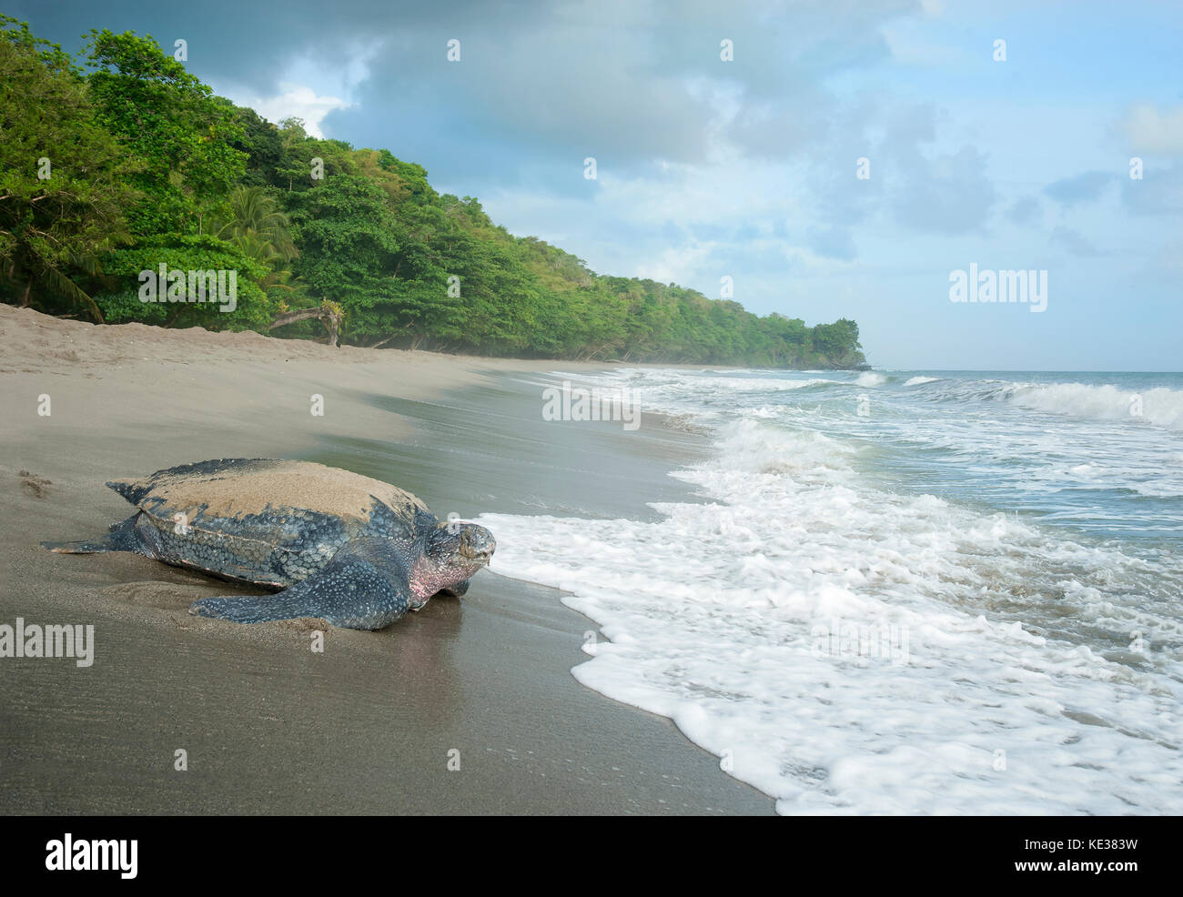 Verschachtelung Lederschildkröte (Dermochelys Coriacea), Grande Riviere Strand, Trinidad. Stockfoto