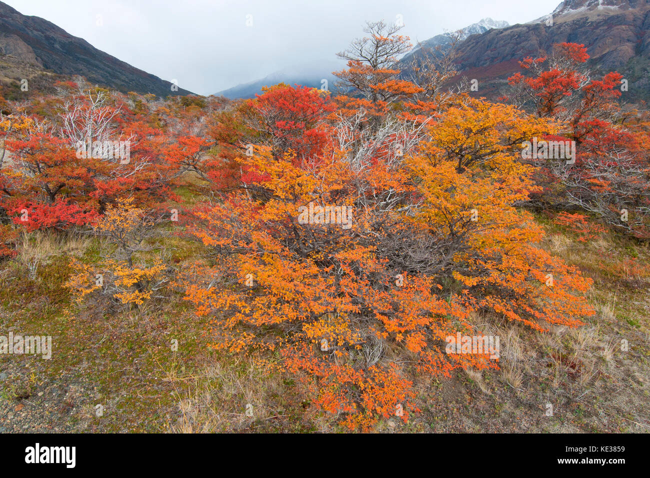 Südliche Südbuchen (Nothofagus) im Herbst, Nationalpark Los Glaciares, südlichen Argentinien Stockfoto