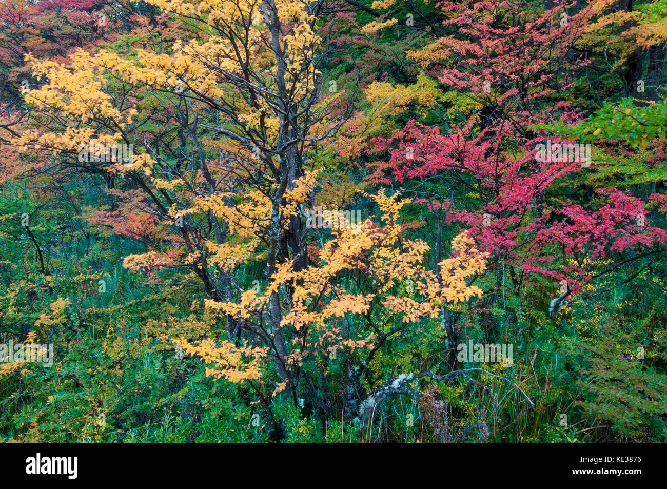 Südliche Südbuchen (Nothofagus) im Herbst, Nationalpark Los Glaciares, südlichen Argentinien Stockfoto
