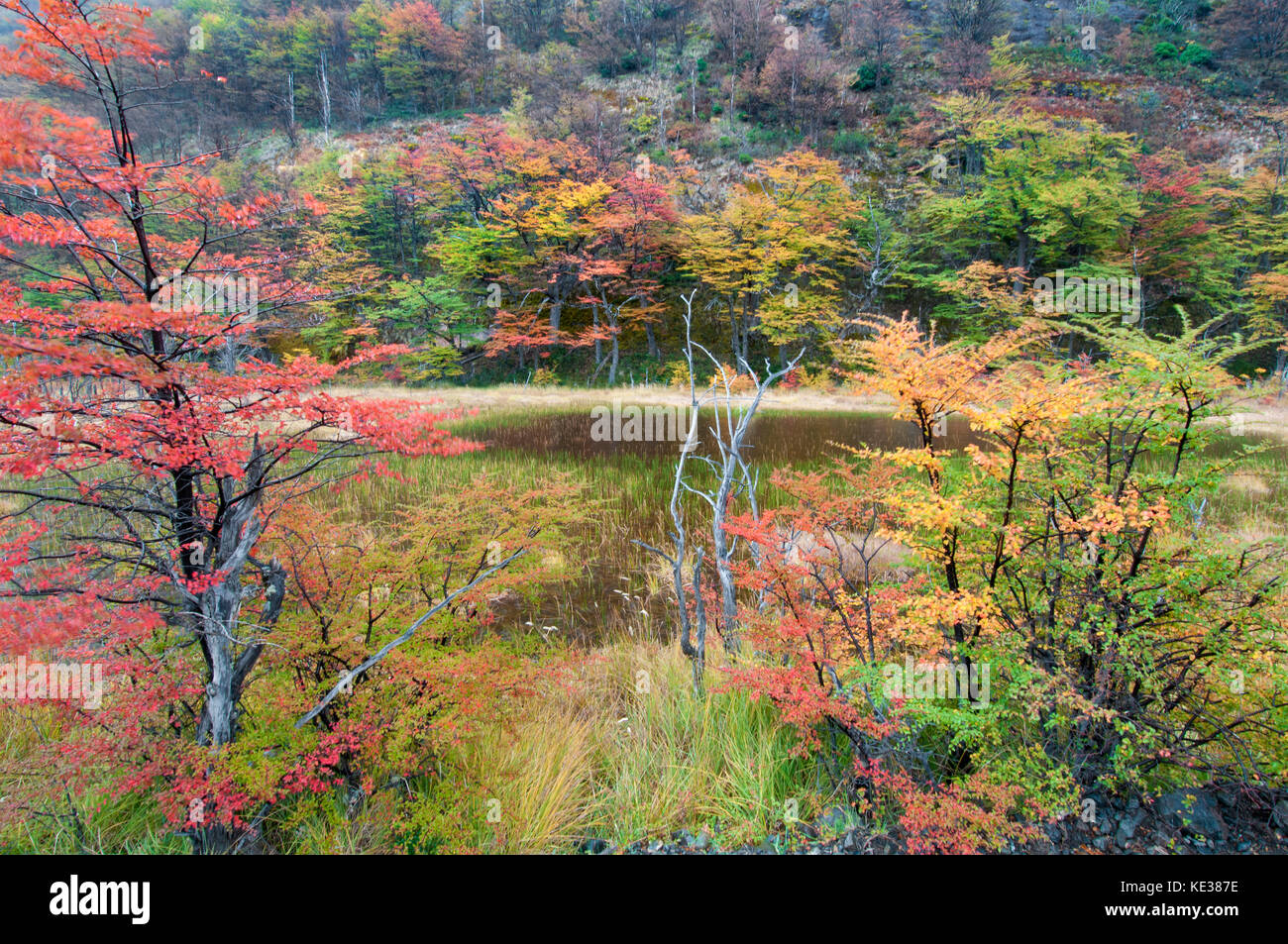 Südliche Südbuchen (Nothofagus) im Herbst, Nationalpark Los Glaciares, südlichen Argentinien Stockfoto